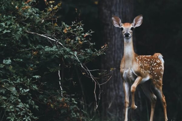 Tips For Tracking Deer In Forests