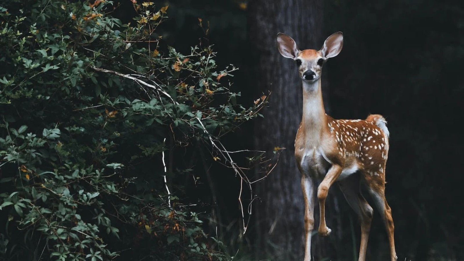 Tips For Tracking Deer In Forests