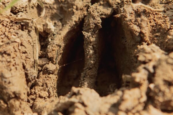 Tracking Deer in Muddy Terrain