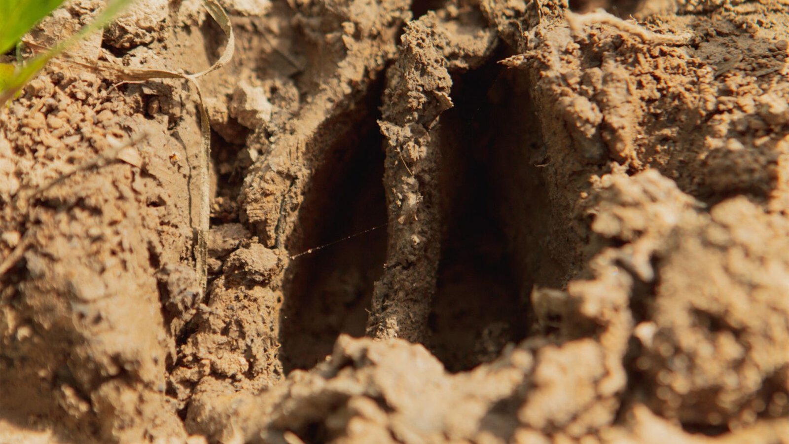 Tracking Deer in Muddy Terrain