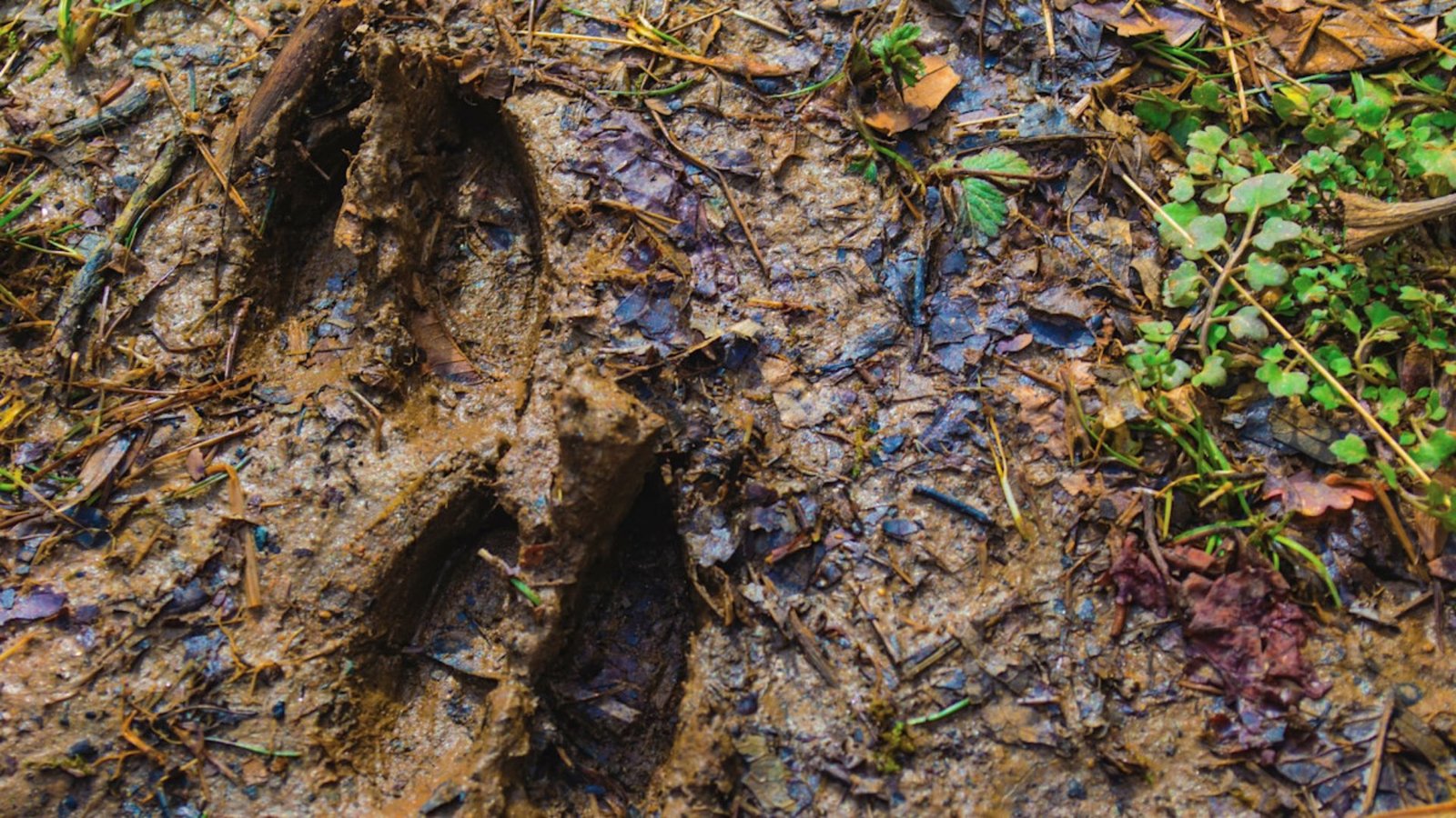 Strategies for Tracking Deer in Muddy Terrain