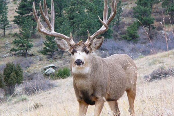 Tracking Deer in Rocky Terrain