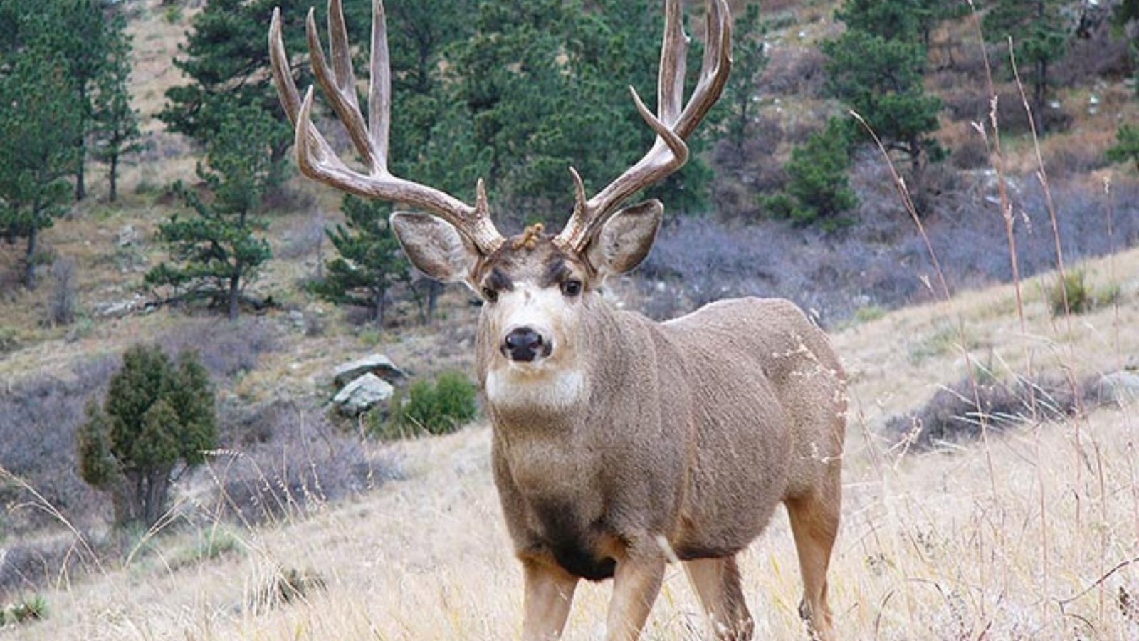 Tracking Deer in Rocky Terrain