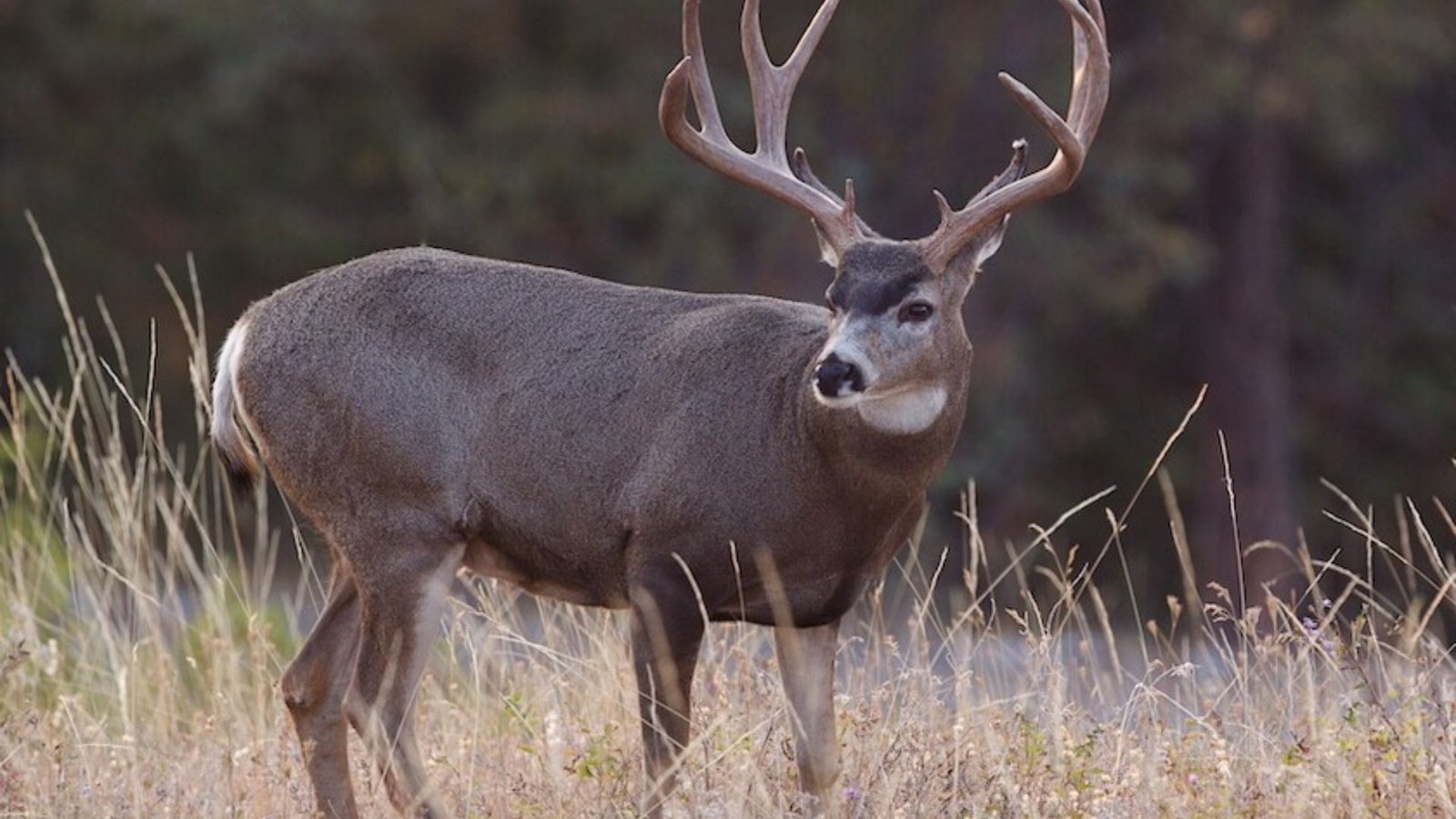 Tracking Deer in Rocky Terrain