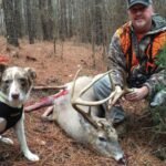 Using Dogs For Deer Tracking Success