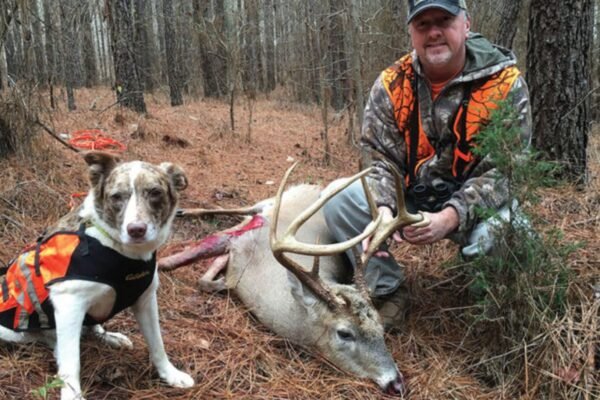 Using Dogs For Deer Tracking Success