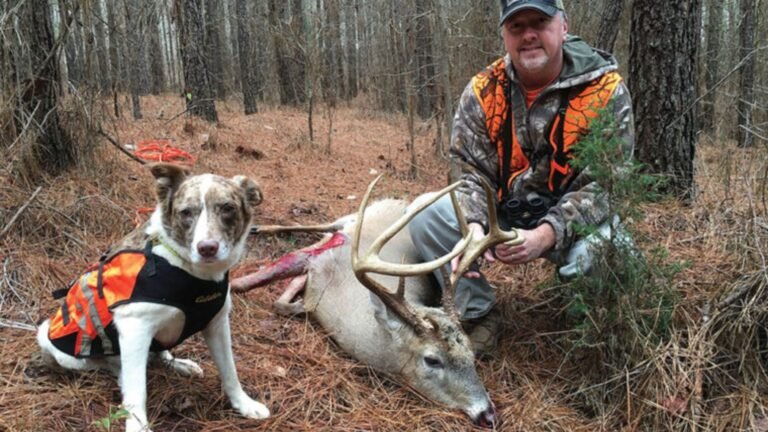 Using Dogs For Deer Tracking Success