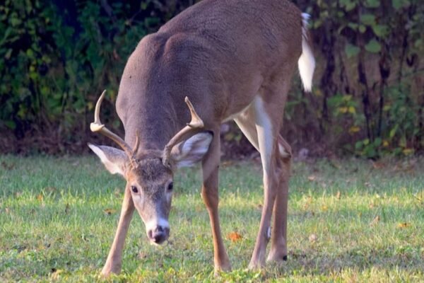 Using Scents While Tracking Deer