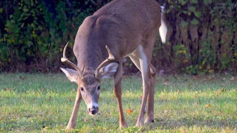 Tips for Using Scents While Tracking Deer