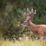 Using Technology in Deer Tracking