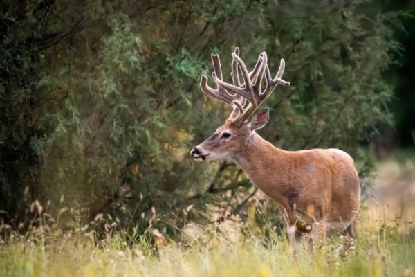 Using Technology in Deer Tracking