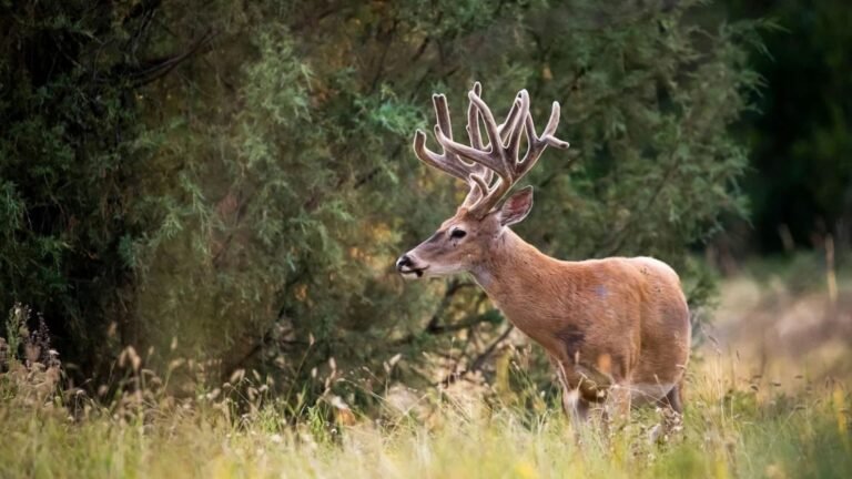 Using Technology in Deer Tracking
